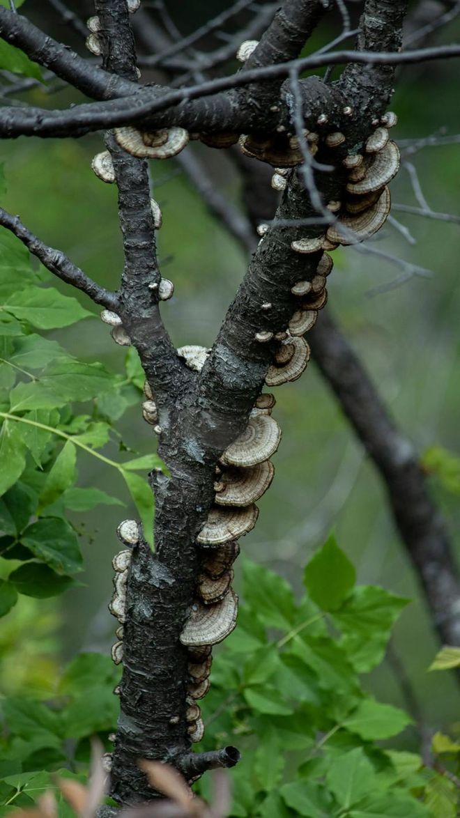 开人流高峰1日高效游玩全攻略黄山一日游最佳路线避坑版避